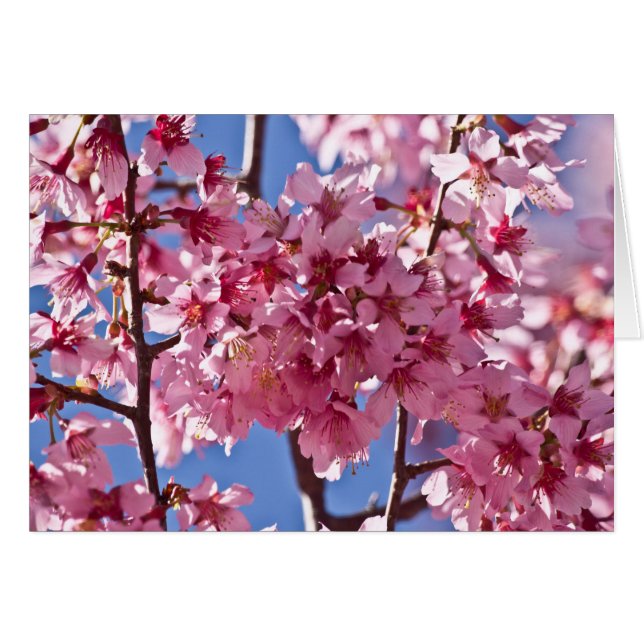 Sakura Cherry Blossoms Red Stars (Devant horizontal)