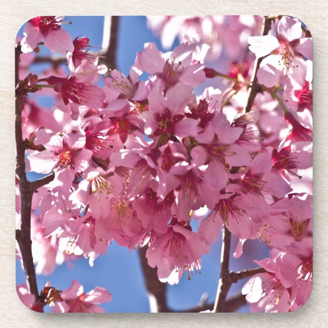 Sakura Cherry Blossoms Red Stars Coaster (Front)