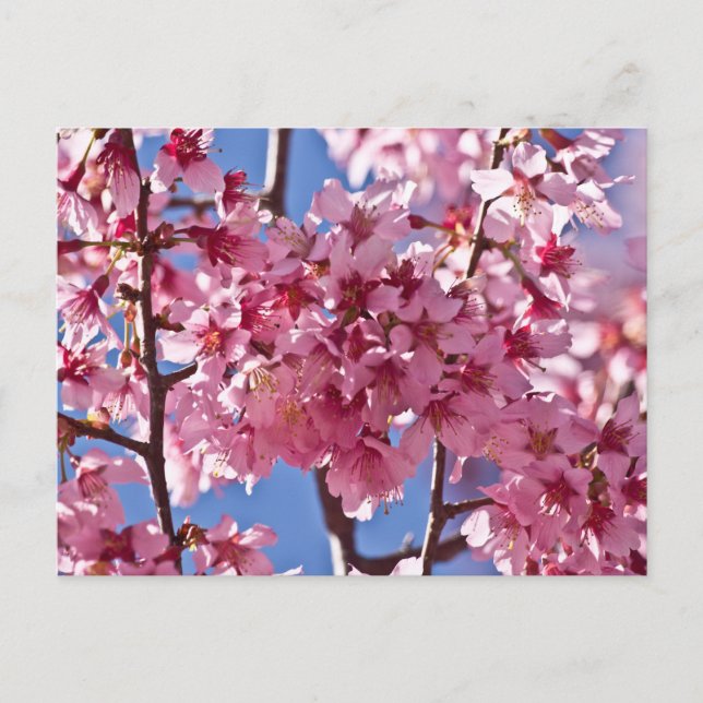Sakura Cherry Blossoms Red Stars Postcard (Front)