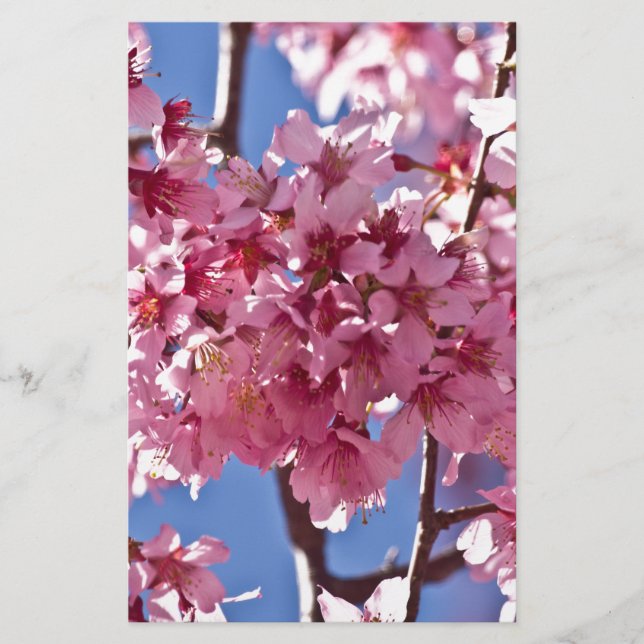 Sakura Cherry Blossoms Red Stars Stationery (Front)