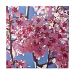Sakura Cherry Blossoms Red Stars Tile