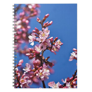Sakura Cherry Blossoms Touching Blue Notebook