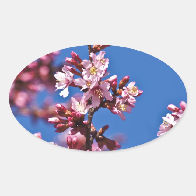 Sakura Cherry Blossoms Touching Blue Oval Sticker (Front)