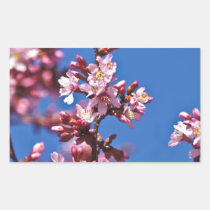 Sakura Cherry Blossoms Touching Blue Sticker