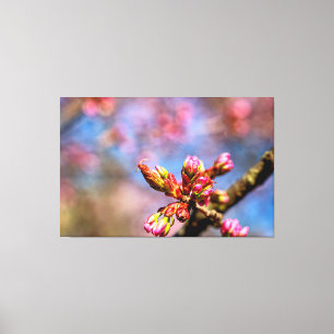 Sakura Cherry Tree Buds. The Beginning Of Spring Canvas Print