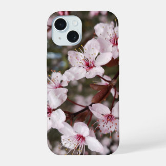 Sakura de printemps