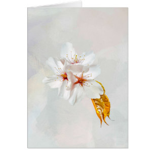 Sakura - Fleur de cerisier japonaise