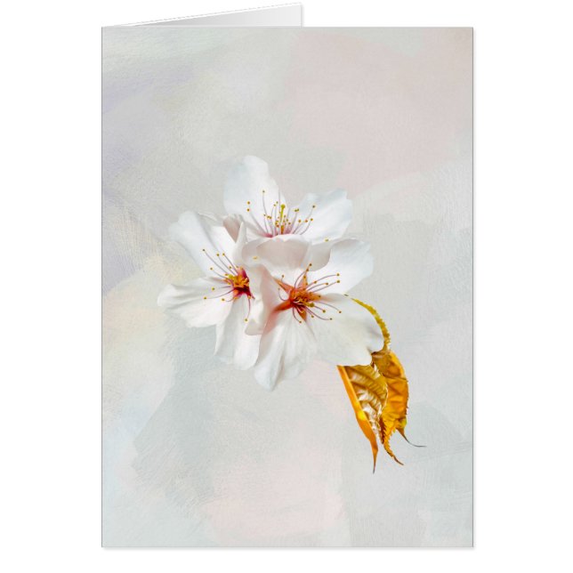 Sakura - Fleur de cerisier japonaise (Devant)