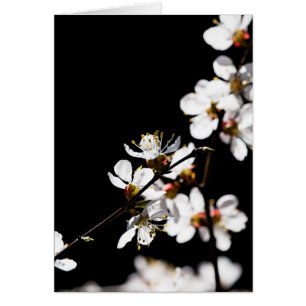 Sakura flowers