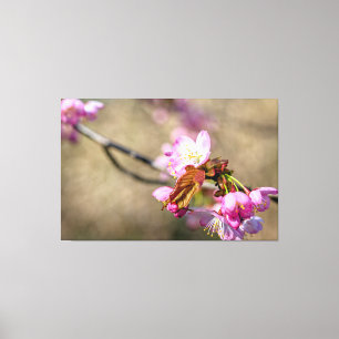 Sakura Flowers Against The Greenish Background Canvas Print