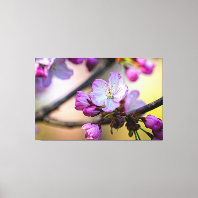 Sakura Flowers And Buds In The Shade Of A Tree Canvas Print (Front)