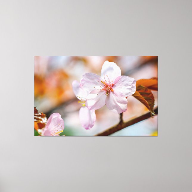 Sakura Flowers And Orange Leaves In Springtime Canvas Print (Front)