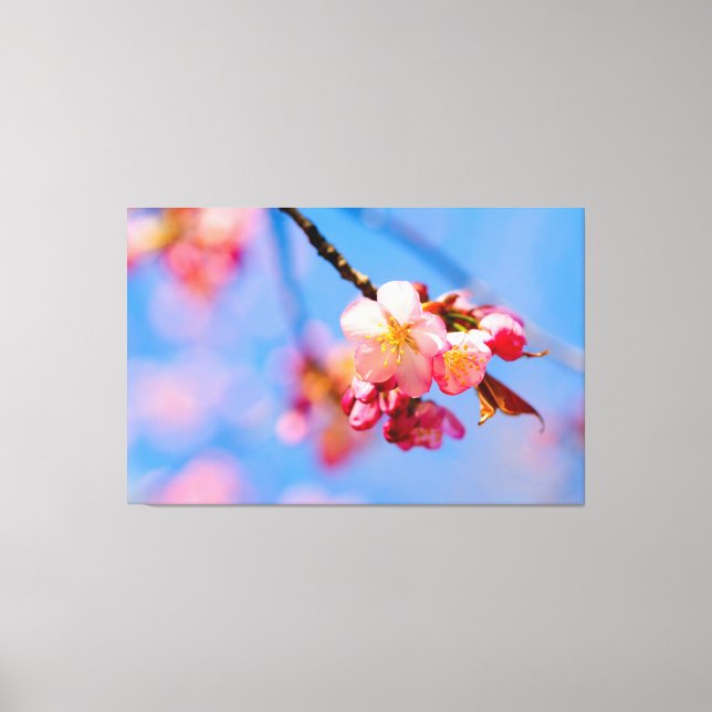 Sakura Flowers, Buds And The Blue Sky Of Spring Canvas Print (Front)