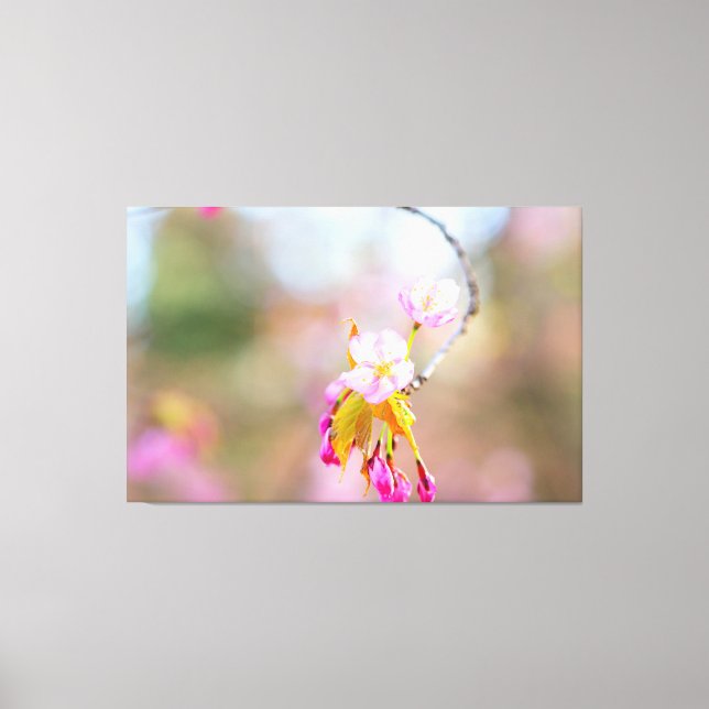 Sakura Flowers On A Tip Of The Twig. Time Helix Canvas Print (Front)