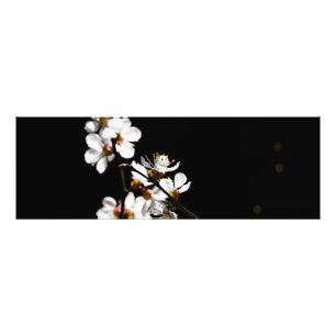 Sakura flowers photo print