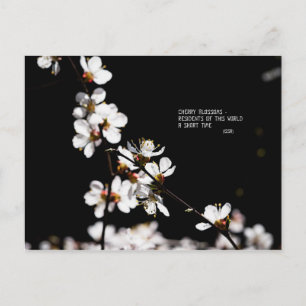 Sakura flowers postcard