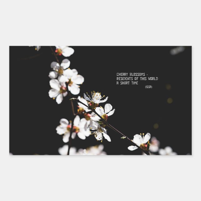 Sakura flowers sticker (Front)