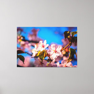 Sakura In Pink And Blue Canvas Print