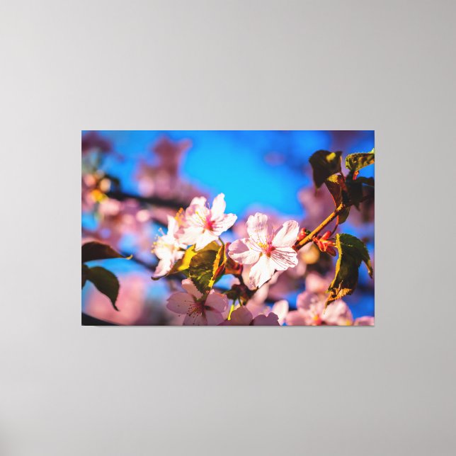 Sakura In Pink And Blue Canvas Print (Front)