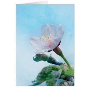 Sakura - Japanese Cherry Blossom