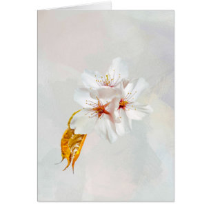 Sakura - Japanese cherry blossom