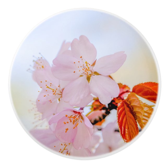 Sakura - Japanese cherry blossom Ceramic Knob (Front)