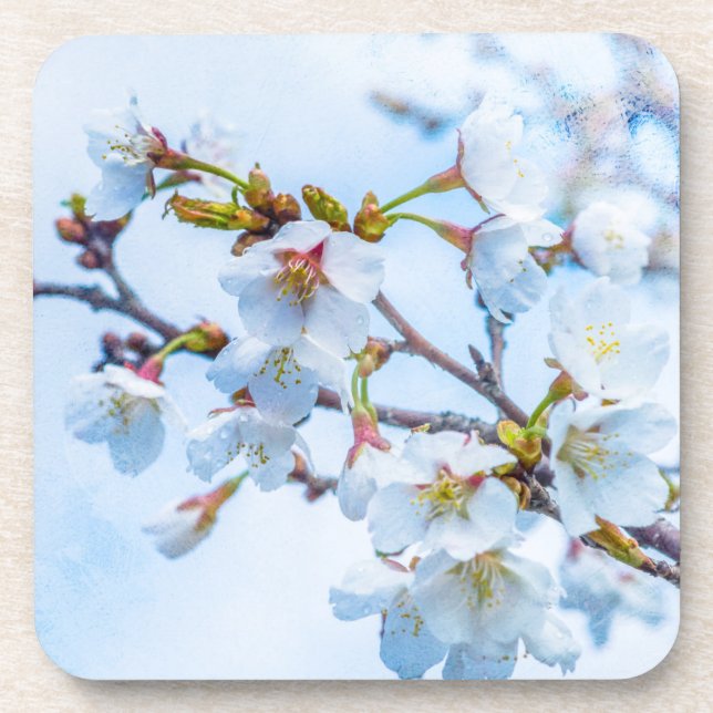 Sakura - Japanese Cherry Blossom Coaster (Front)