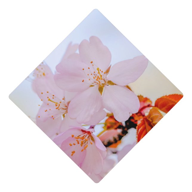 Sakura - Japanese cherry blossom Graduation Cap Topper (Front)