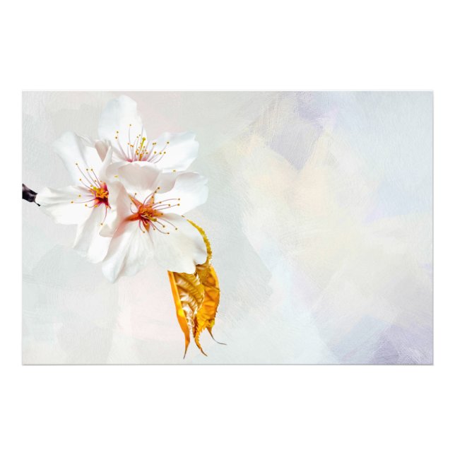 Sakura - Japanese cherry blossom Photo Print (Front)