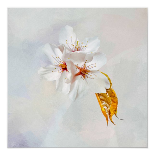 Sakura - Japanese cherry blossom Poster (Front)