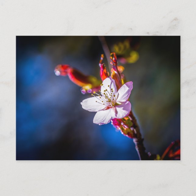 Sakura - Japanese cherry flower Postcard (Front)