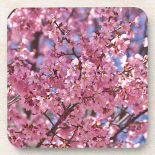 Sakura Pink Cherry Blossom Sky Coaster