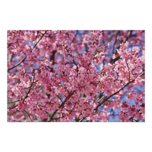 Sakura Pink Cherry Blossom Sky Poster