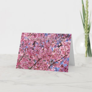 Sakura Pink Cherry Blossom Sky Poster Card
