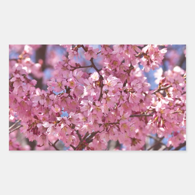 Sakura Pink Cherry Blossom Sky Sticker (Front)