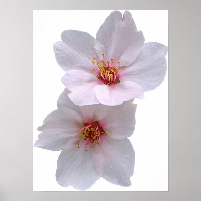 Sakura Poster (Front)