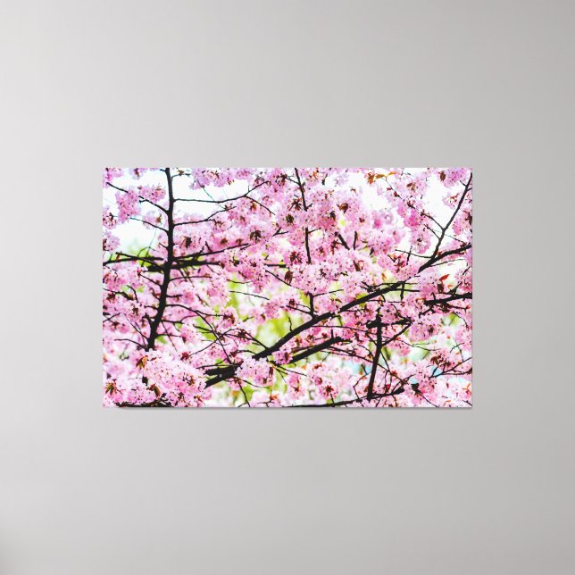Sakura Tree In Full Pink Bloom In Springtime Canvas Print (Front)