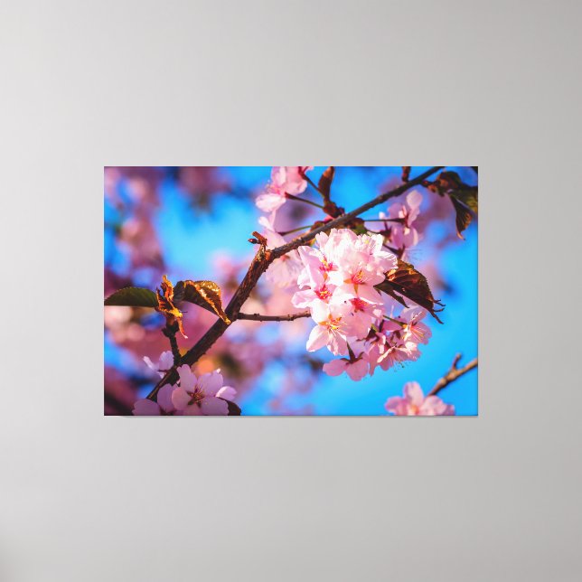 Sakura Tree In Pink Bloom Canvas Print (Front)