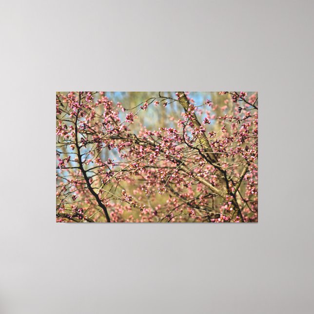 Sakura Tree Is Ready To Bloom In Spring Garden Canvas Print (Front)