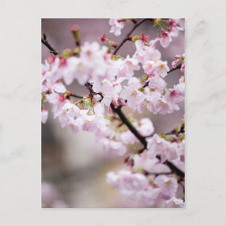 Sakura XXXIV Postcard