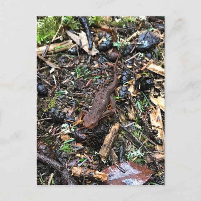 Salamander in the Forest, Washington Postcard (Front)