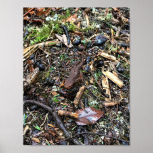 Salamander in the Forest, Washington Poster
