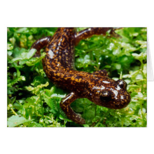 Salamandre de Hakone