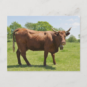 Salers cow postcard
