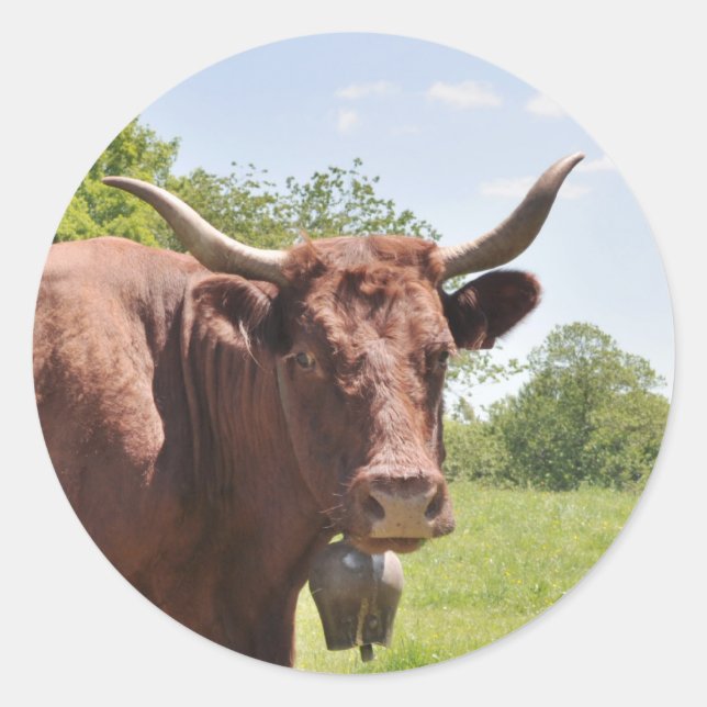 Salers cow sticker (Front)
