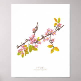 Salingogon (Cratoxylum formosum) Ph Forest Blooms Poster