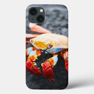 Sally lightfoot crab on a black lava rock iPhone 13 case