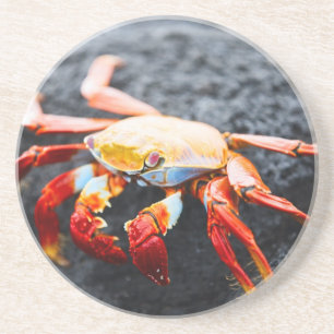 Sally lightfoot crab on a black lava rock coaster