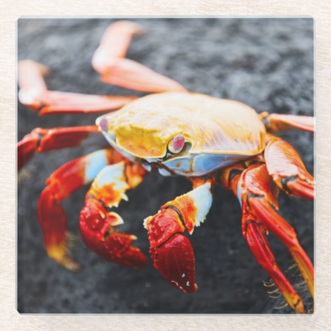 Sally lightfoot crab on a black lava rock glass coaster (Front)