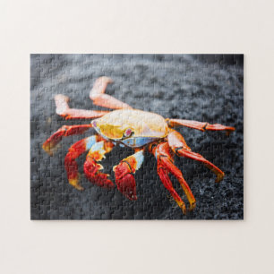 Sally lightfoot crab on a black lava rock jigsaw puzzle